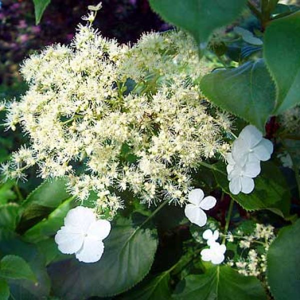 Hydrangea Petiolaris