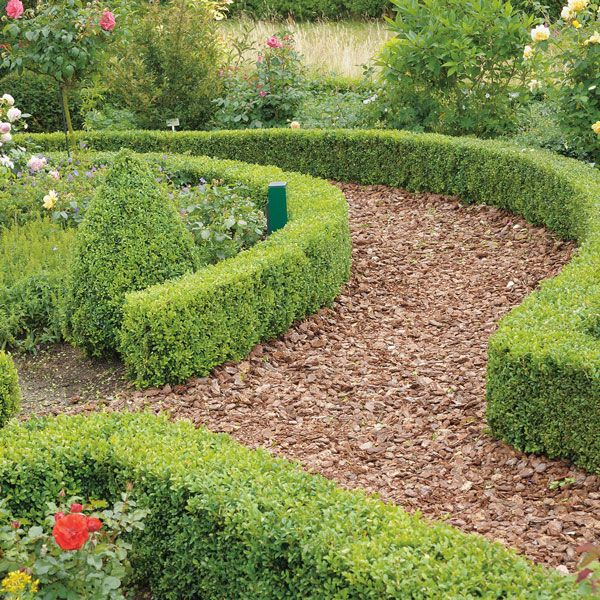 Compact English Box Hedging