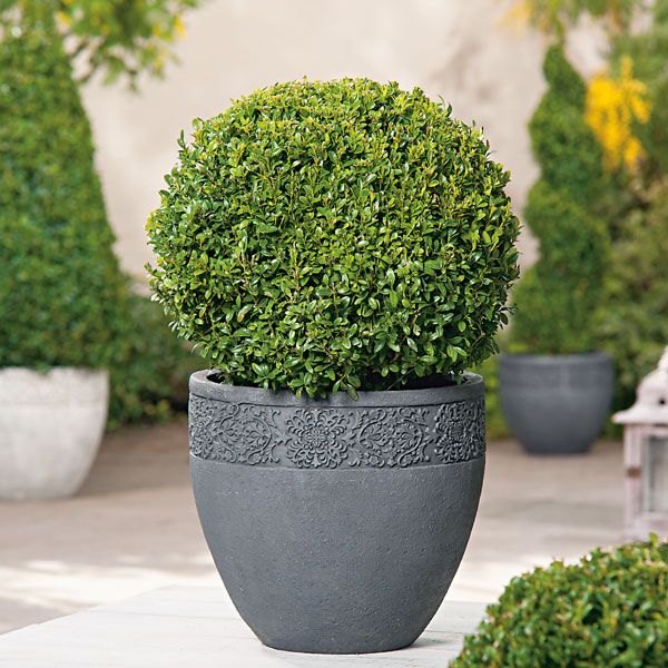 Compact English Box Hedging