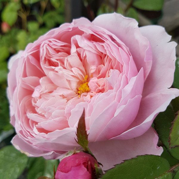 The Alnwick Rose