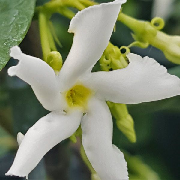 Star Jasmine